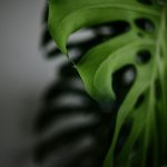 Тесты на спайс и их важность в современной диагностике наркозависимости unsplash_386.jpg